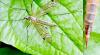 Tipula sp.